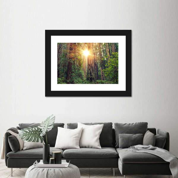 Sunny Redwood Forest In California Canvas Wall Art-1 Piece-Framed Print-20&quot; x 16&quot;-Tiaracle