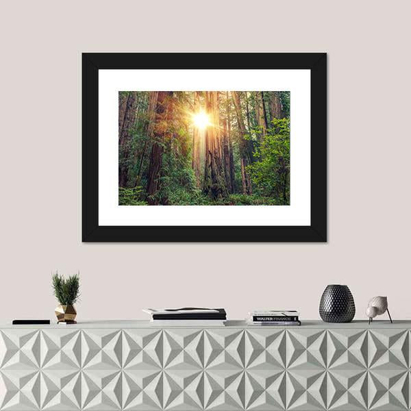 Sunny Redwood Forest In California Canvas Wall Art-5 Horizontal-Gallery Wrap-22" x 12"-Tiaracle