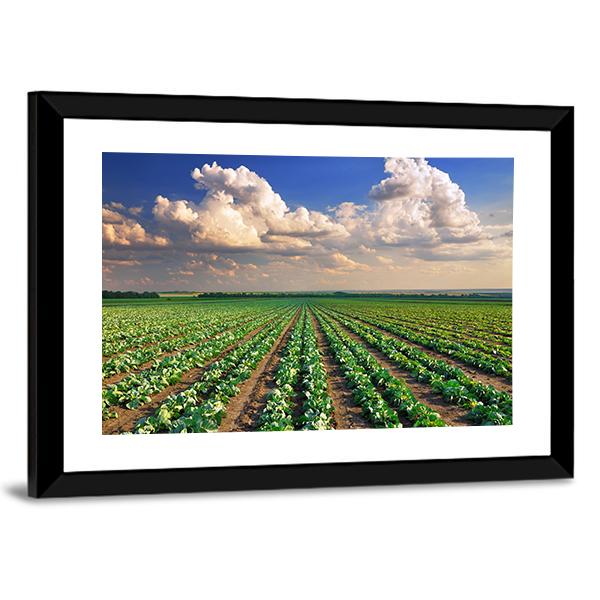 Sunrise Over The Cabbage Field Canvas Wall Art-5 Horizontal-Gallery Wrap-22" x 12"-Tiaracle