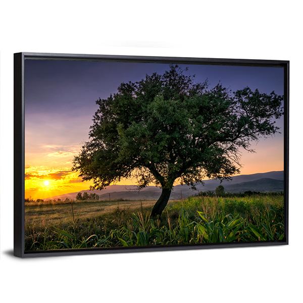 Tree By A Corn Field At Sunset Canvas Wall Art-3 Horizontal-Gallery Wrap-25" x 16"-Tiaracle