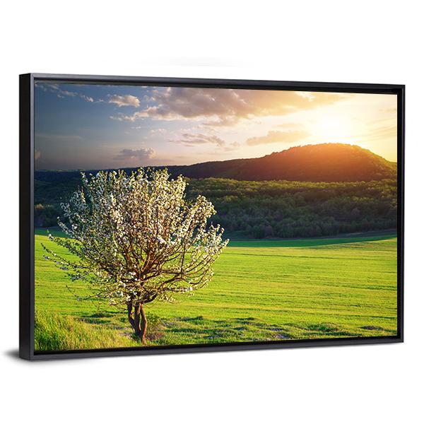 Tree In Mountain Meadow Canvas Wall Art-3 Horizontal-Gallery Wrap-25" x 16"-Tiaracle