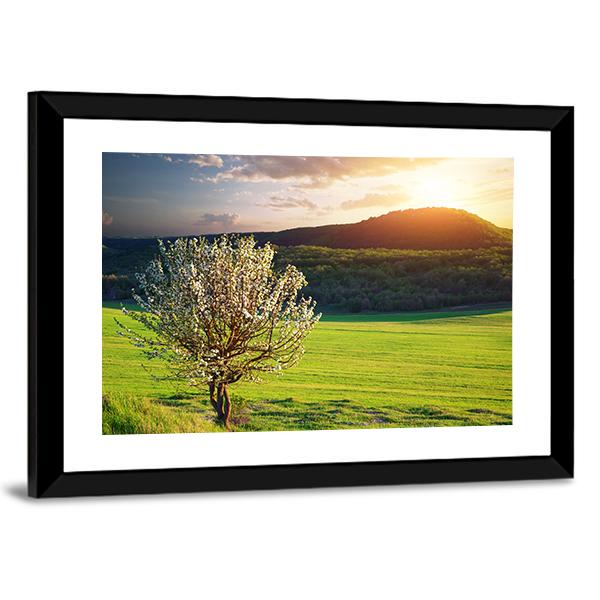Tree In Mountain Meadow Canvas Wall Art-3 Horizontal-Gallery Wrap-25" x 16"-Tiaracle