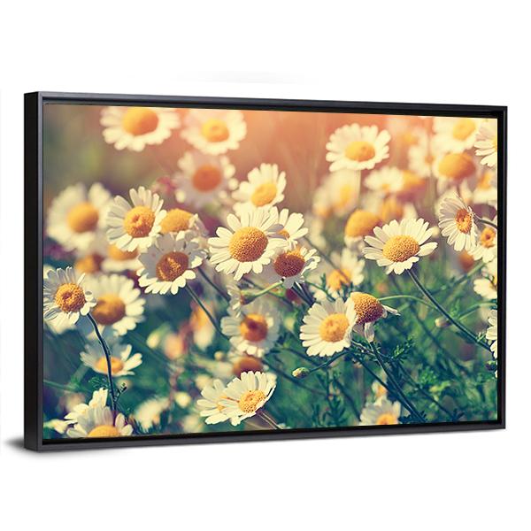 Vintage Wild Chamomile Flowers Canvas Wall Art-3 Horizontal-Gallery Wrap-25" x 16"-Tiaracle