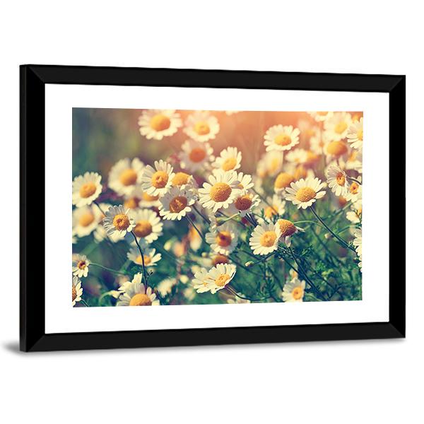 Vintage Wild Chamomile Flowers Canvas Wall Art-3 Horizontal-Gallery Wrap-25" x 16"-Tiaracle