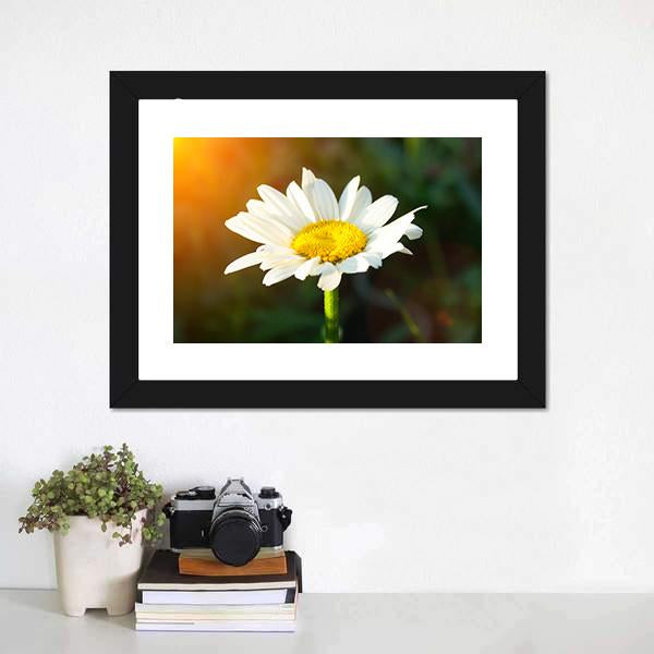 White Daisy Canvas Wall Art-1 Piece-Framed Print-30" x 20"-Tiaracle