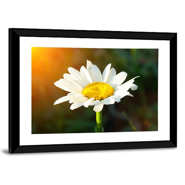White Daisy Canvas Wall Art-5 Horizontal-Gallery Wrap-22" x 12"-Tiaracle