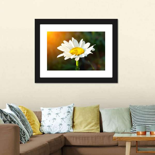 White Daisy Canvas Wall Art-5 Horizontal-Gallery Wrap-22" x 12"-Tiaracle