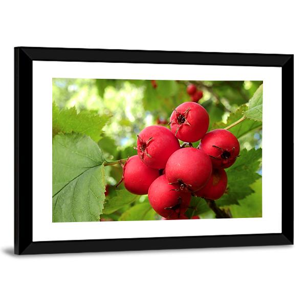 Apple Fruit On Tree Vertical Canvas Wall Art-3 Vertical-Gallery Wrap-12" x 25"-Tiaracle