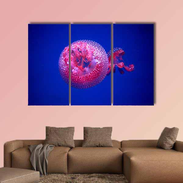 Australian Spotted Jellyfish Canvas Wall Art-3 Horizontal-Gallery Wrap-25" x 16"-Tiaracle