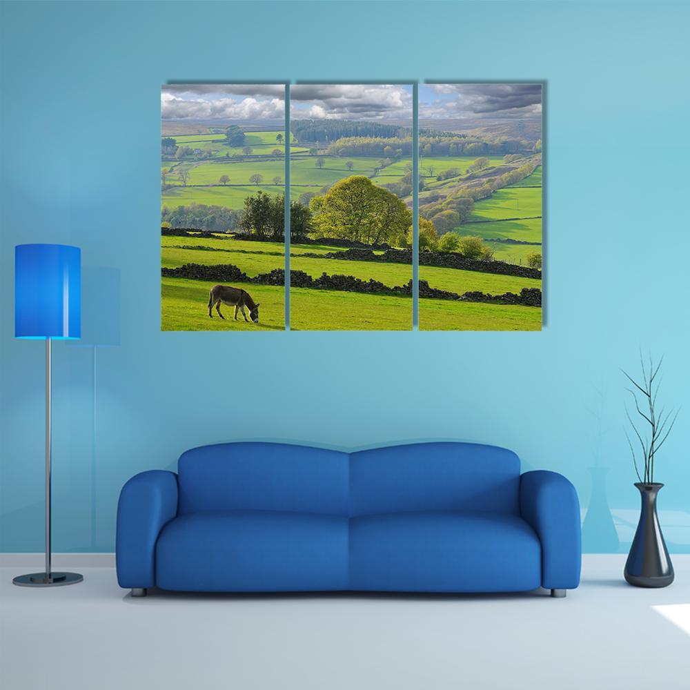 Baby Donkey In Bradfield Canvas Wall Art-3 Horizontal-Gallery Wrap-37" x 24"-Tiaracle