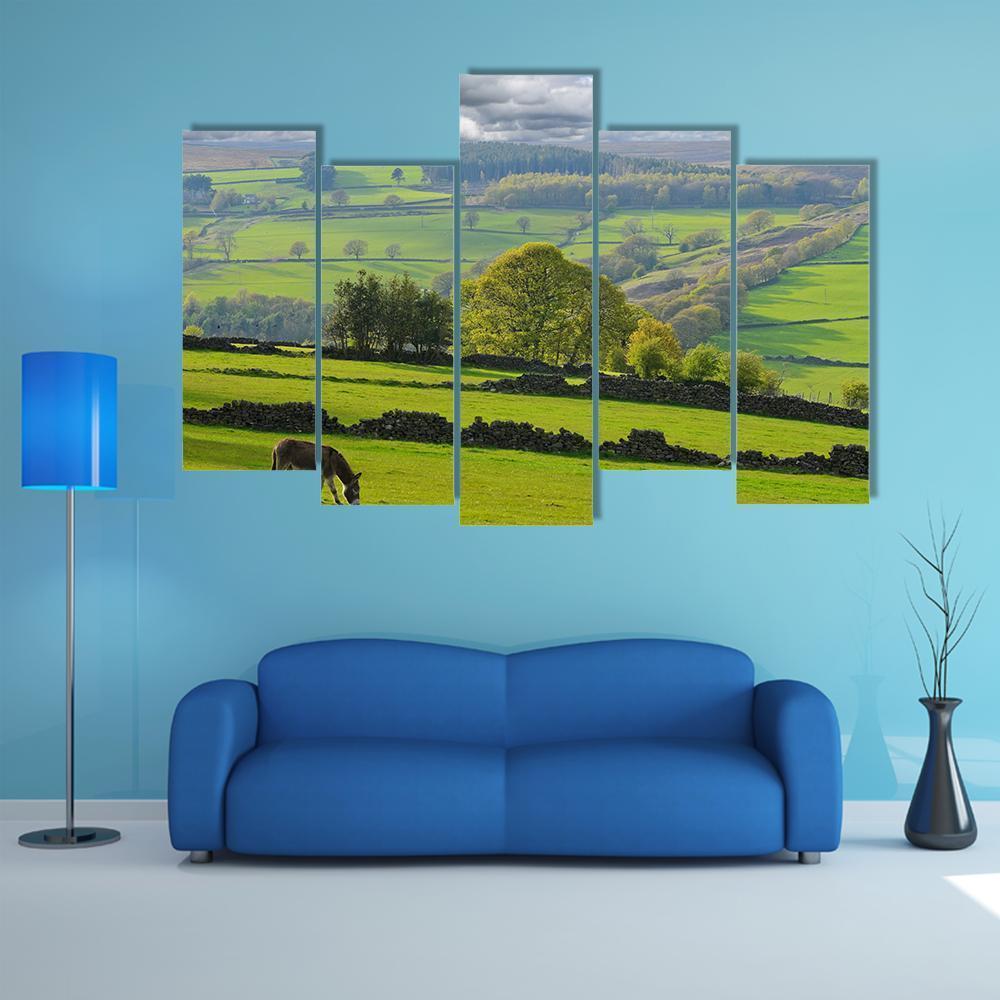 Baby Donkey In Bradfield Canvas Wall Art-5 Pop-Gallery Wrap-47" x 32"-Tiaracle