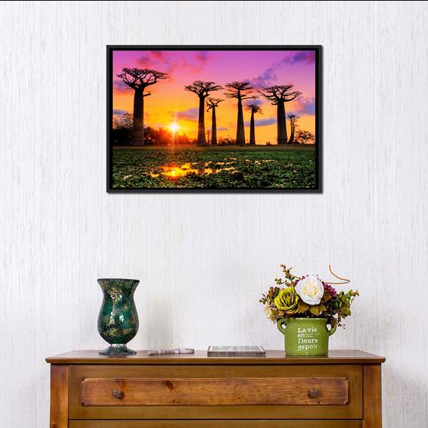 Baobab Trees At Sunset Canvas Wall Art-1 Piece-Floating Frame-24" x 16"-Tiaracle
