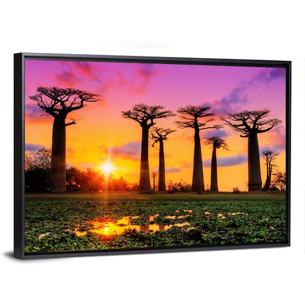 Baobab Trees At Sunset Canvas Wall Art-5 Horizontal-Gallery Wrap-22" x 12"-Tiaracle