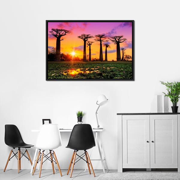 Baobab Trees At Sunset Canvas Wall Art-3 Horizontal-Gallery Wrap-25" x 16"-Tiaracle