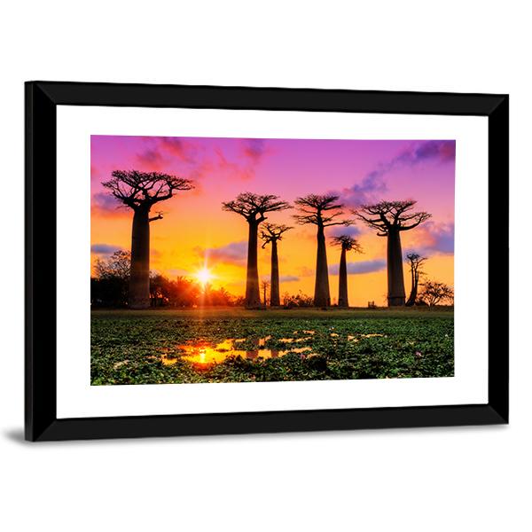 Baobab Trees At Sunset Canvas Wall Art-3 Horizontal-Gallery Wrap-25" x 16"-Tiaracle
