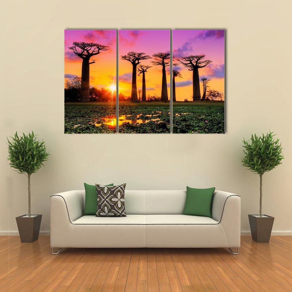 Baobab Trees At Sunset Canvas Wall Art-3 Horizontal-Gallery Wrap-37" x 24"-Tiaracle