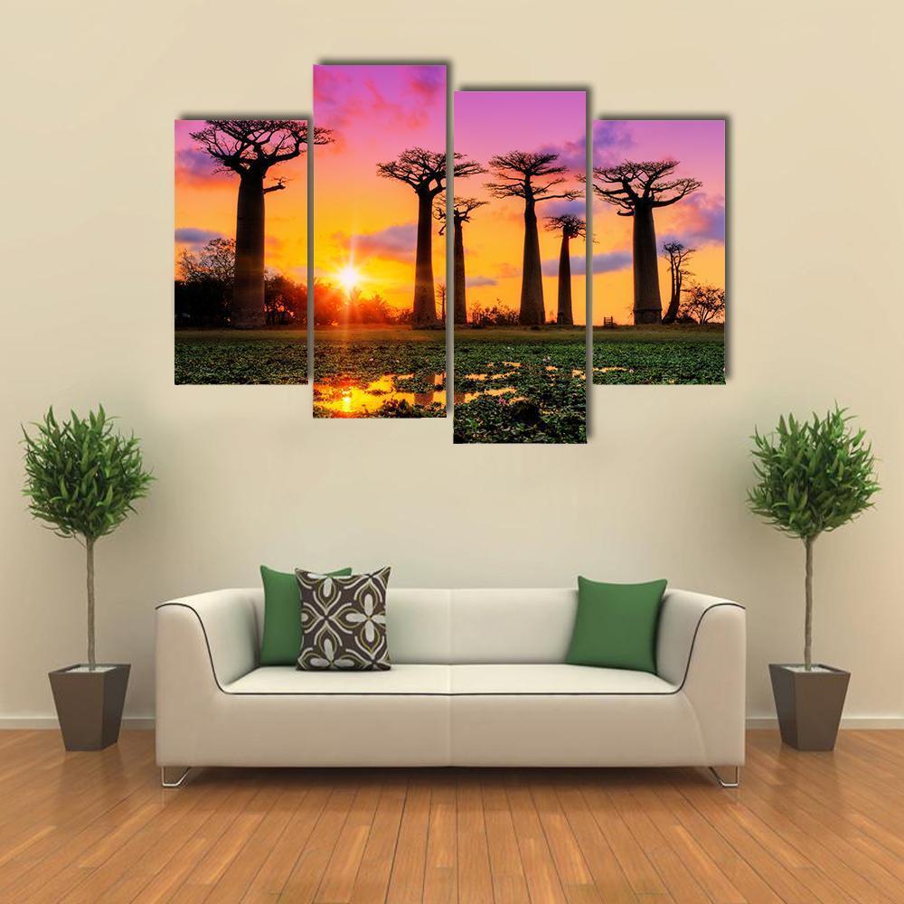 Baobab Trees At Sunset Canvas Wall Art-4 Pop-Gallery Wrap-50" x 32"-Tiaracle