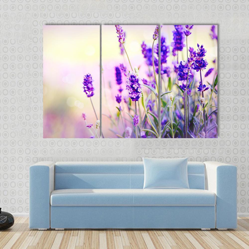 Beautiful Lavender Field Canvas Wall Art-3 Horizontal-Gallery Wrap-37" x 24"-Tiaracle