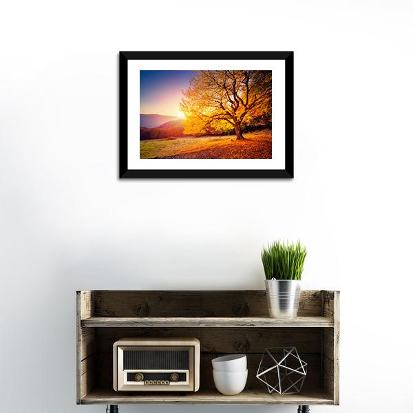 Beech Tree On A Hill Slope With Sunny Beams Canvas Wall Art-1 Piece-Framed Print-20" x 16"-Tiaracle