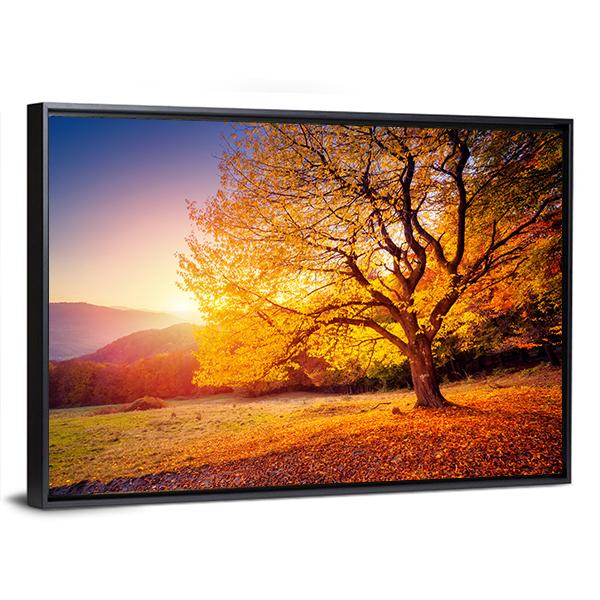 Beech Tree On A Hill Slope With Sunny Beams Canvas Wall Art-3 Horizontal-Gallery Wrap-25" x 16"-Tiaracle
