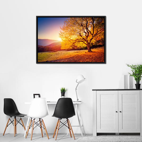 Beech Tree On A Hill Slope With Sunny Beams Canvas Wall Art-3 Horizontal-Gallery Wrap-25" x 16"-Tiaracle