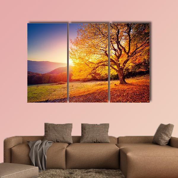 Beech Tree On A Hill Slope With Sunny Beams Canvas Wall Art-3 Horizontal-Gallery Wrap-25" x 16"-Tiaracle