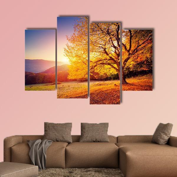 Beech Tree On A Hill Slope With Sunny Beams Canvas Wall Art-4 Pop-Gallery Wrap-50" x 32"-Tiaracle