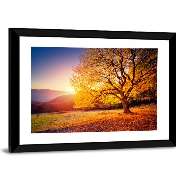 Beech Tree On A Hill Slope With Sunny Beams Canvas Wall Art-3 Horizontal-Gallery Wrap-25" x 16"-Tiaracle