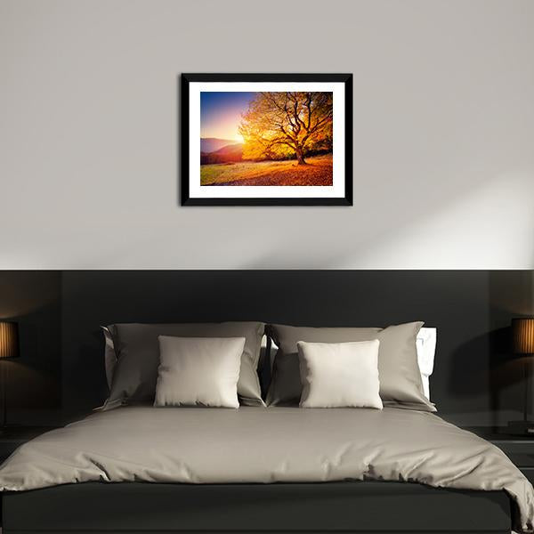 Beech Tree On A Hill Slope With Sunny Beams Canvas Wall Art-3 Horizontal-Gallery Wrap-25" x 16"-Tiaracle