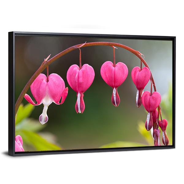 Bleeding Heart Flowers Canvas Wall Art-5 Horizontal-Gallery Wrap-22" x 12"-Tiaracle