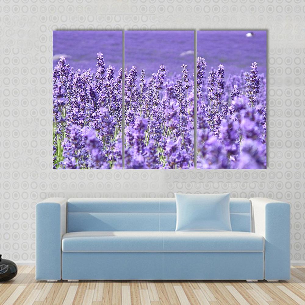 Blooming Lavenders Field Canvas Wall Art-3 Horizontal-Gallery Wrap-37" x 24"-Tiaracle