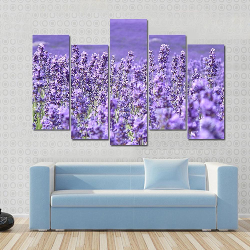 Blooming Lavenders Field Canvas Wall Art-5 Pop-Gallery Wrap-47" x 32"-Tiaracle