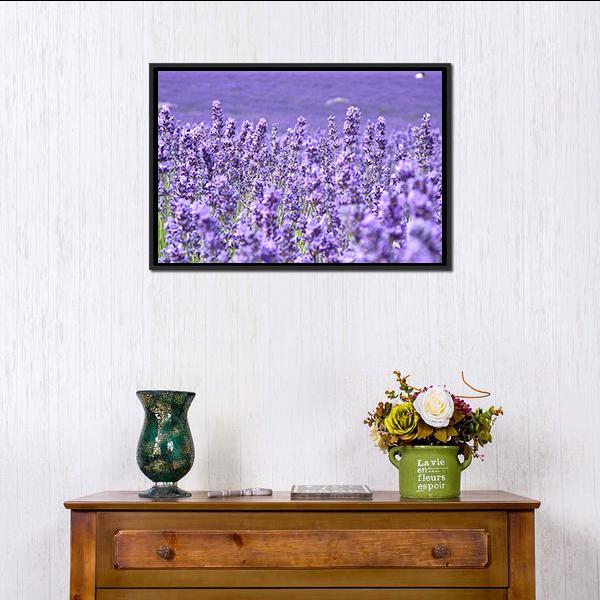 Blooming Lavenders Field Canvas Wall Art-1 Piece-Floating Frame-24" x 16"-Tiaracle