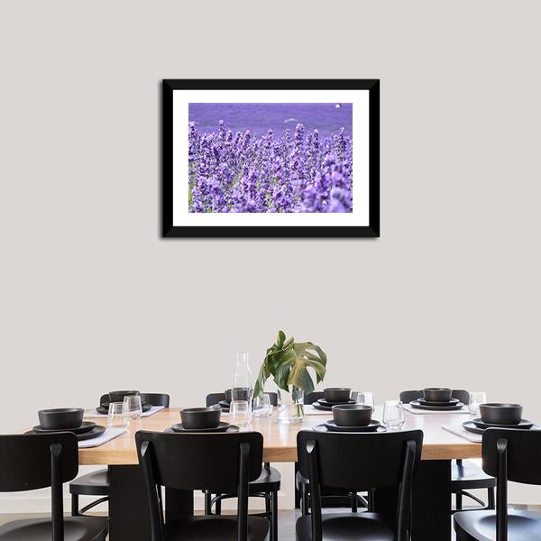 Blooming Lavenders Field Canvas Wall Art-3 Horizontal-Gallery Wrap-25" x 16"-Tiaracle