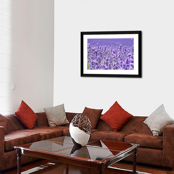 Blooming Lavenders Field Canvas Wall Art-3 Horizontal-Gallery Wrap-25" x 16"-Tiaracle