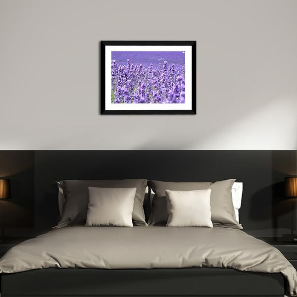 Blooming Lavenders Field Canvas Wall Art-3 Horizontal-Gallery Wrap-25" x 16"-Tiaracle