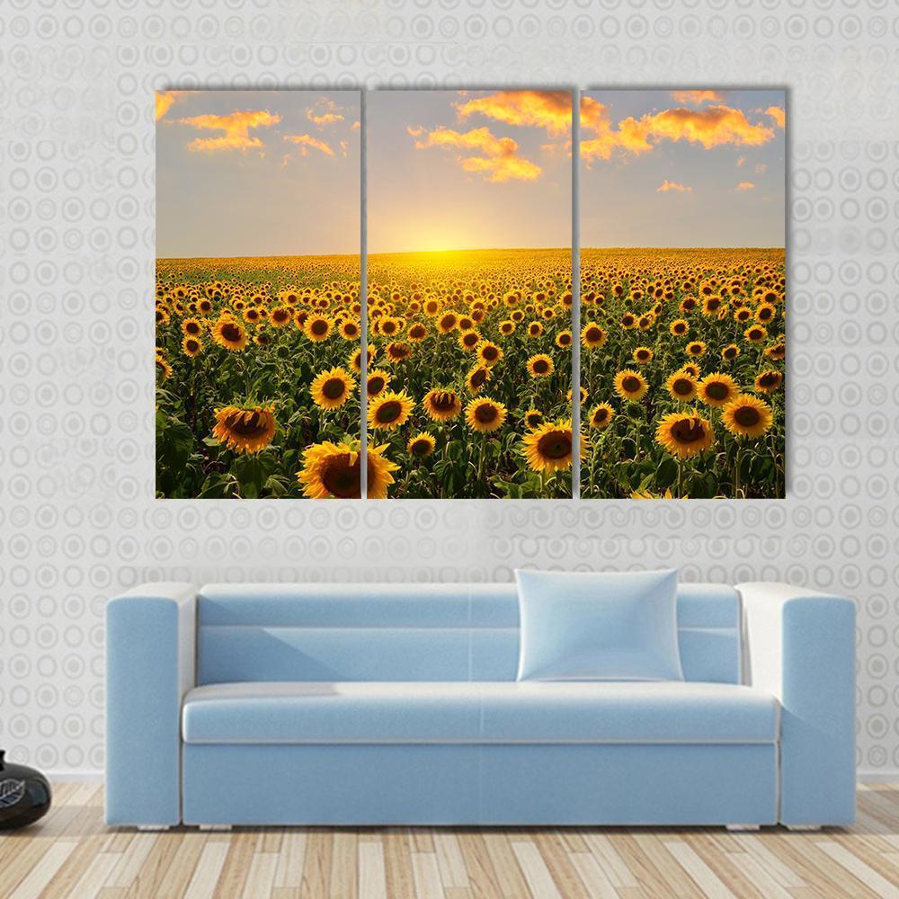 Blooming Sunflowers At Sunset Canvas Wall Art-3 Horizontal-Gallery Wrap-37" x 24"-Tiaracle