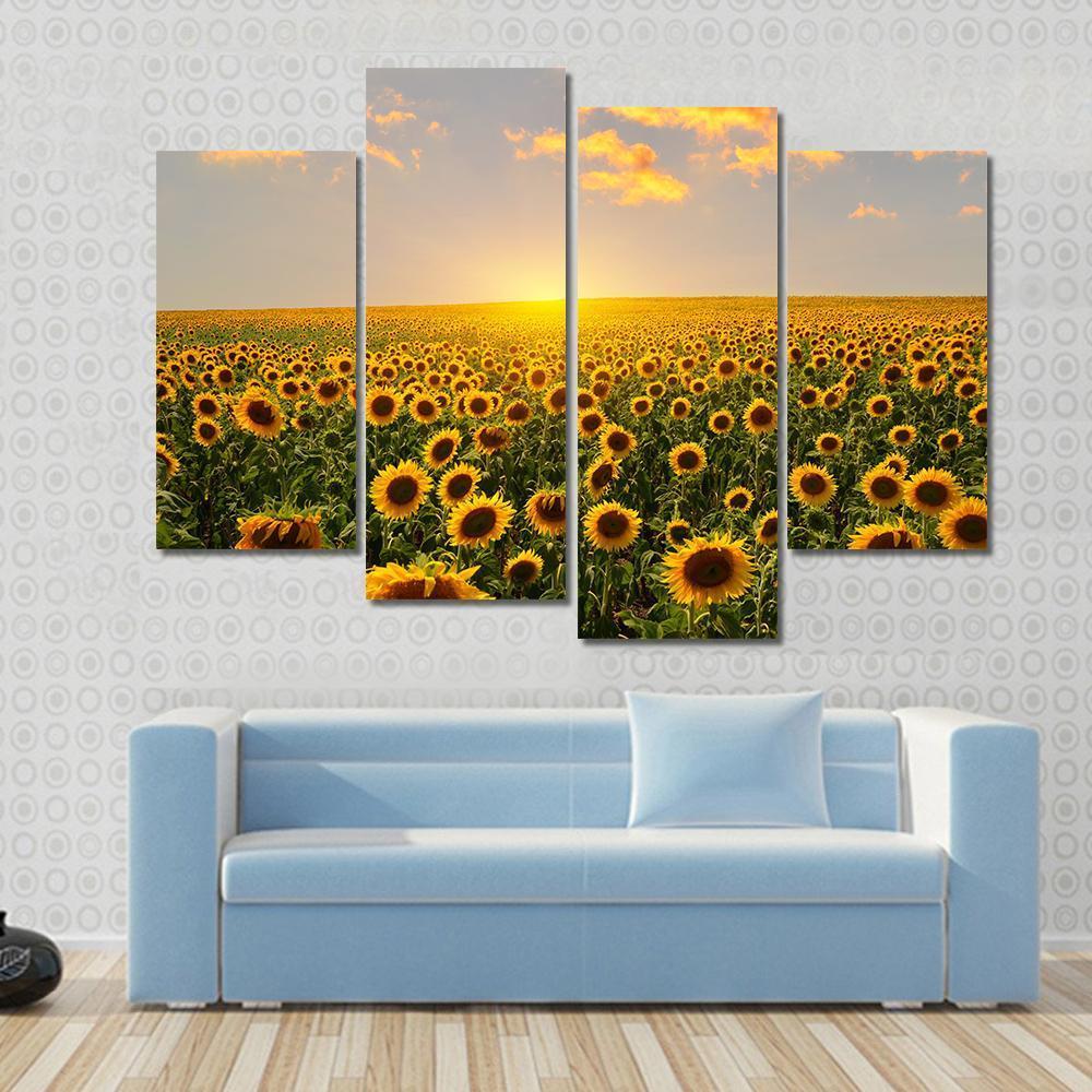 Blooming Sunflowers At Sunset Canvas Wall Art-4 Pop-Gallery Wrap-50" x 32"-Tiaracle