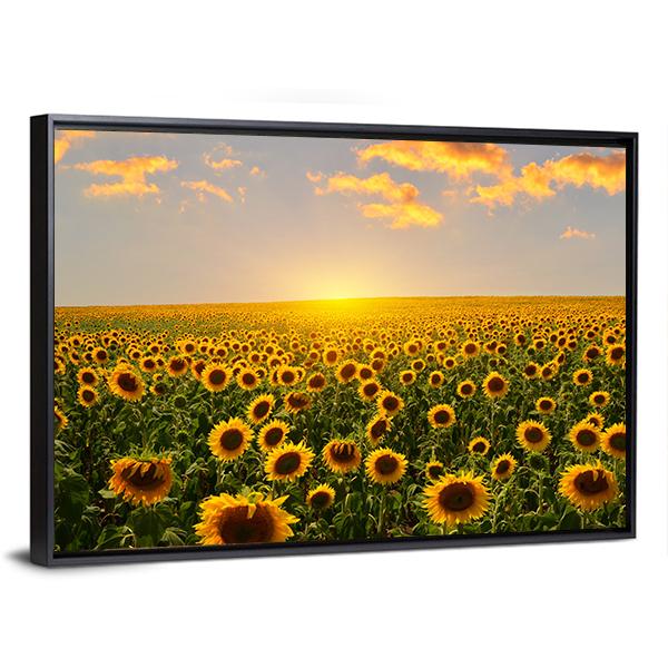Blooming Sunflowers At Sunset Canvas Wall Art-3 Horizontal-Gallery Wrap-25" x 16"-Tiaracle