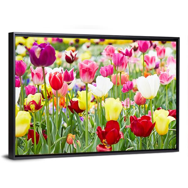 Blooming Tulips Canvas Wall Art-5 Horizontal-Gallery Wrap-22" x 12"-Tiaracle