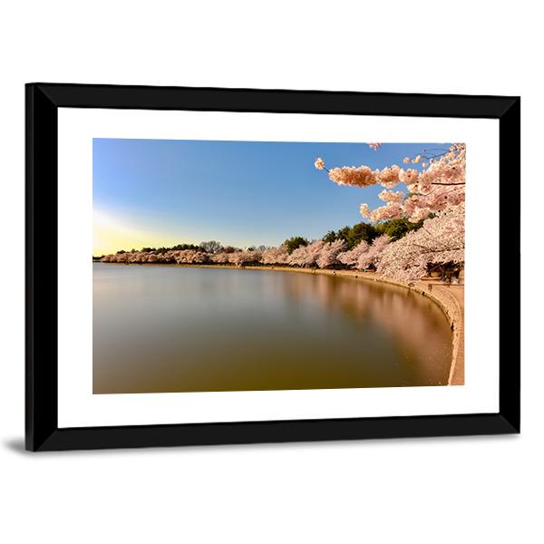 Cherry Blossoms At Tidal Basin Canvas Wall Art-3 Horizontal-Gallery Wrap-25" x 16"-Tiaracle