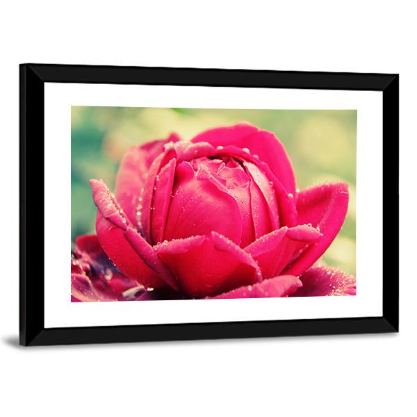 Close Up Of Flower Canvas Wall Art-3 Horizontal-Gallery Wrap-25" x 16"-Tiaracle