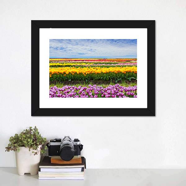 Colorful Tulips Canvas Wall Art-1 Piece-Framed Print-20" x 16"-Tiaracle