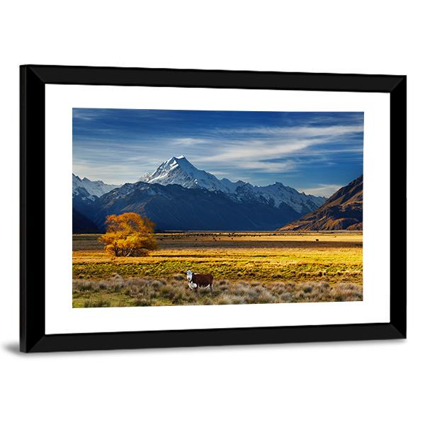 Cows Near Mount Cook Canvas Wall Art-3 Horizontal-Gallery Wrap-25" x 16"-Tiaracle