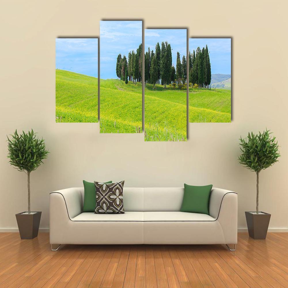 Cypress Trees In Tuscany Canvas Wall Art-4 Pop-Gallery Wrap-50" x 32"-Tiaracle