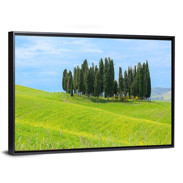 Cypress Trees In Tuscany Canvas Wall Art-3 Horizontal-Gallery Wrap-25" x 16"-Tiaracle