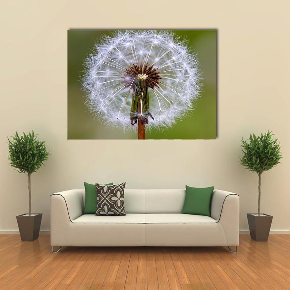 Dandelion Seed Head Close-up Canvas Wall Art in white, brown and green, single panel hung on a wall