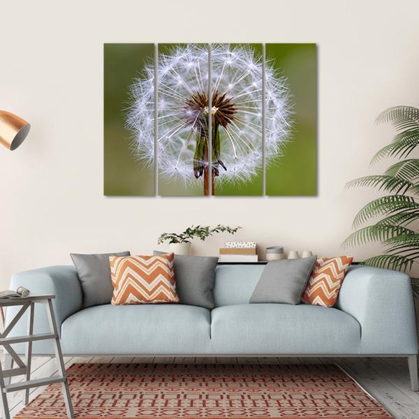Dandelion Seeds Ball Canvas Wall Art-4 Horizontal-Gallery Wrap-34" x 24"-Tiaracle