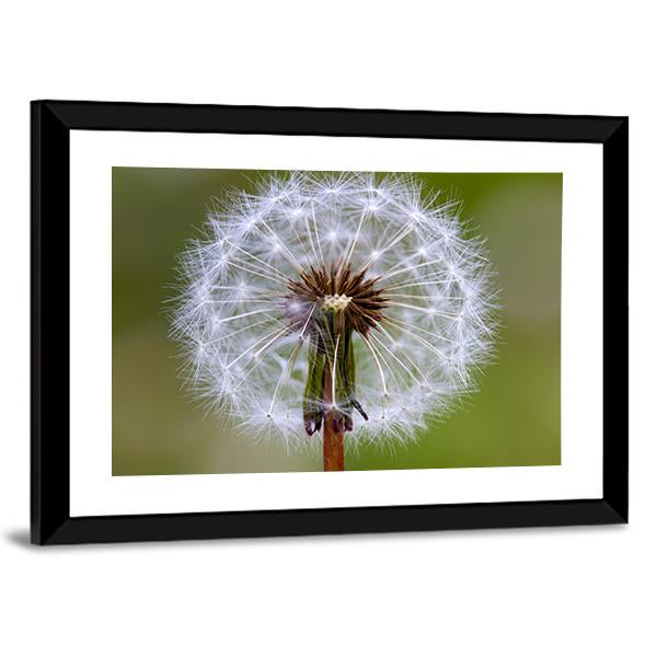 Dandelion Seeds Ball Canvas Wall Art-5 Horizontal-Gallery Wrap-22" x 12"-Tiaracle