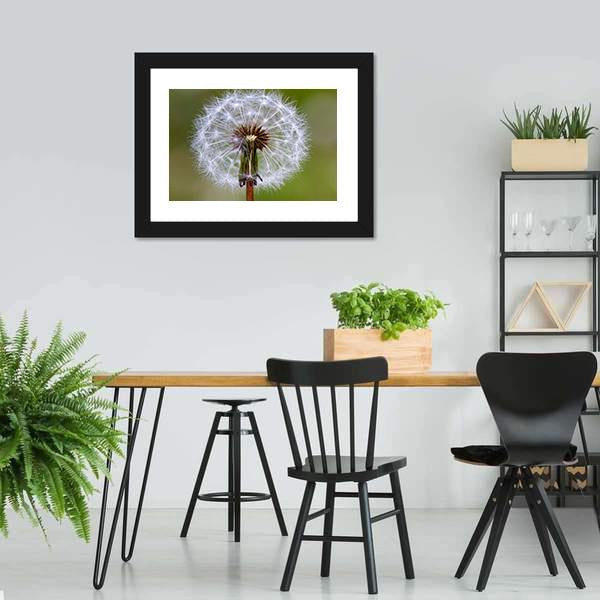 Dandelion Seeds Ball Canvas Wall Art-5 Horizontal-Gallery Wrap-22" x 12"-Tiaracle